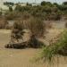 flood,MTY 020-0016